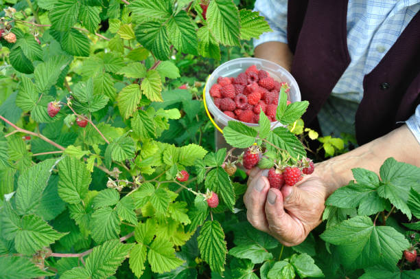 hands of senior woman picking raspberries stock photo