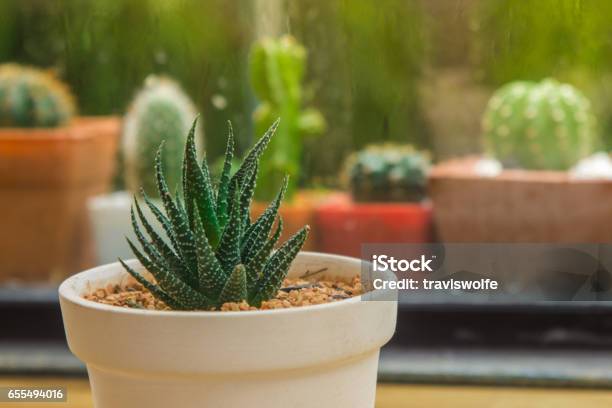 Maceta De Cactus En Interior Varios Una Variedad Cactus En Macetas De