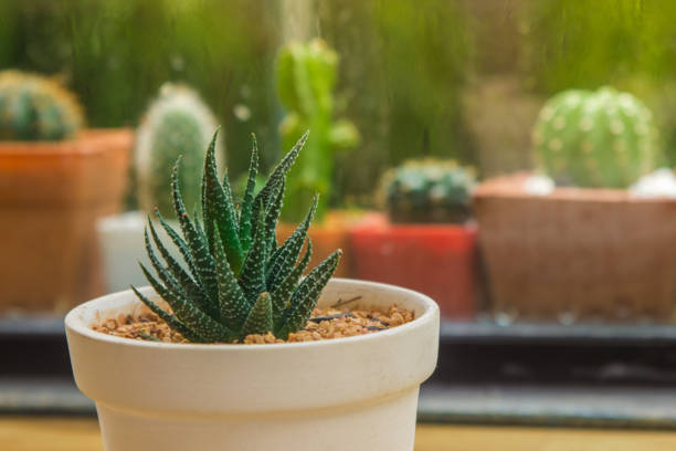 istock Cactus planter indoors with various assorted cacti in pots outside through the glass window with raindrops.  Blurred background with copyspace.  Balance of nature and organic lifestyle for indoor garden. 655494016