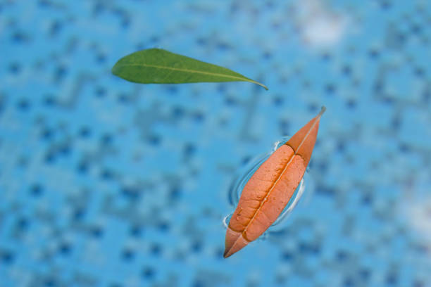 Two leaves floating in the pool in a tranquil environment with a nice warm light that reminds of of creation and god and all things holy and powerful.