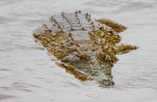 istock Nile Crocodile - Crocodylus niloticus, Galana river, Kenya 655499220