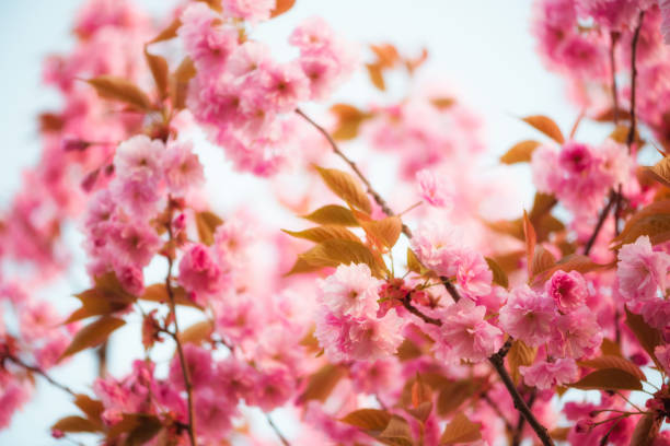 istock Pink flowers of sakura cherry tree 655499464