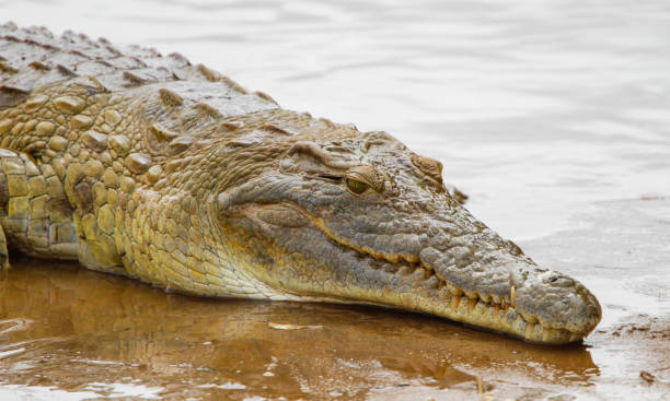 istock Nile Crocodile - Crocodylus niloticus, Galana river, Kenya 655500134