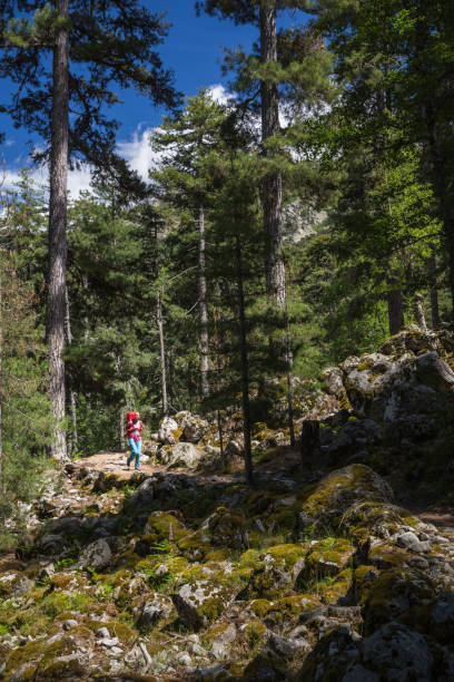 istock Pretty, young female hiker walking through a splendid old pine forest 655500414