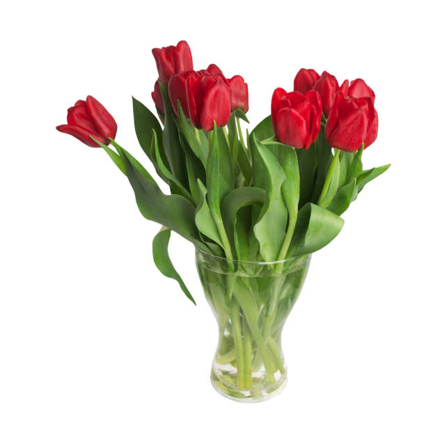 istock Red tulips flower isolated on white background 655503214