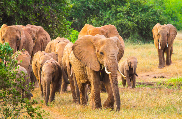istock Red elephant in Tsavo East National Park. Kenya. 655503236