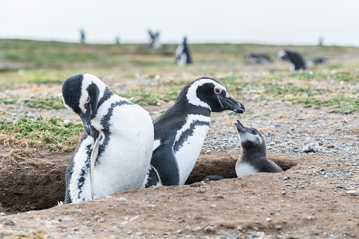 Magellanic penguins in Patagonia, Chile, South America