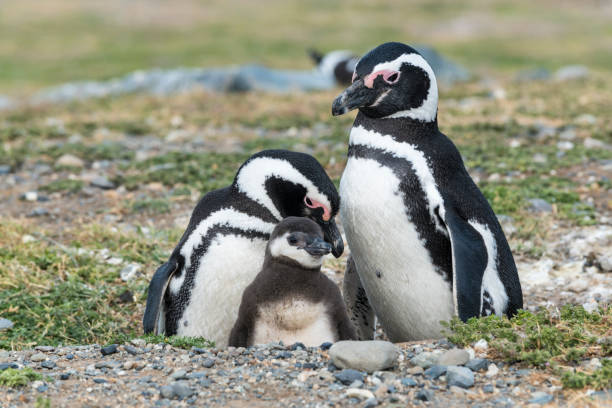 パタゴニア、チリ、南アメリカのマゼラン ペンギン - magallanes y antartica chilena region ストックフォトと画像
