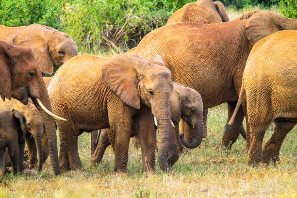 istock Red elephant in Tsavo East National Park. Kenya. 655503704