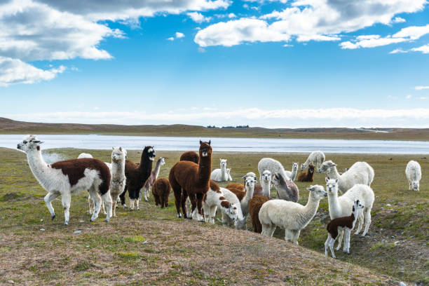 un rebaño de llamas. chile - mountain famous place livestock herd fotografías e imágenes de stock