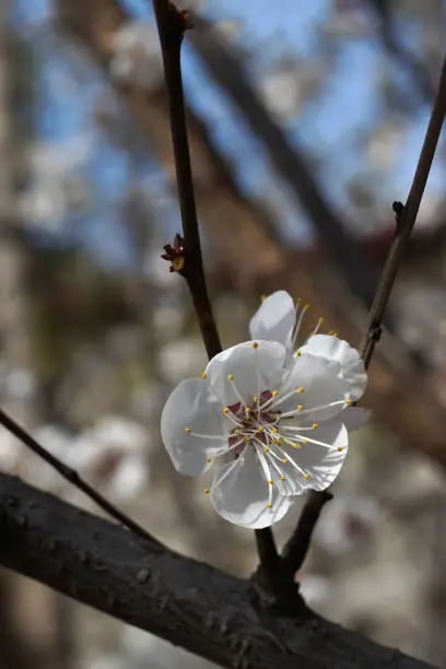 Photo of White apricot flowers branch on a spring day. Closeup