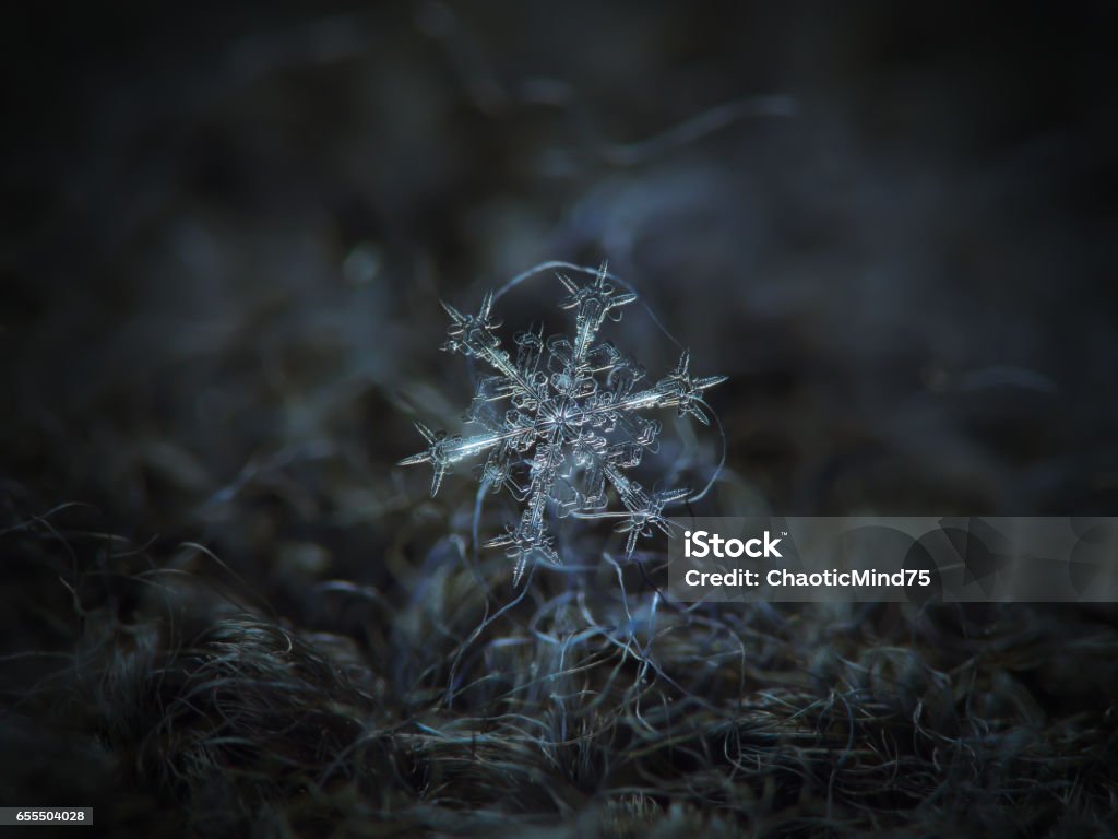 Real snowflake glitters on dark gray woolen background Macro photo of real snowflake: medium size snow crystal of stellar dendrite type (approximately 4 millimeters from tip to tip) with elegant structure and fine symmetry. Six long, ornate arms resembling swords, pointing inward. Snowflake glows on dark gray woolen background in natural light of cloudy sky. Abstract Stock Photo