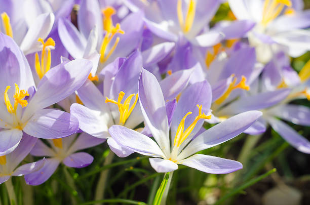 istock Photo close small spring flowers crocuses 655506582