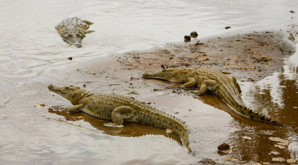 istock Nile Crocodile - Crocodylus niloticus, Galana river, Kenya 655507364
