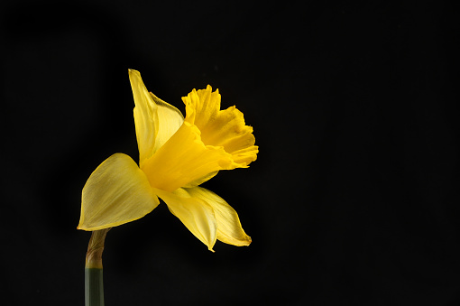 Daffodil flower isolated against a black background
