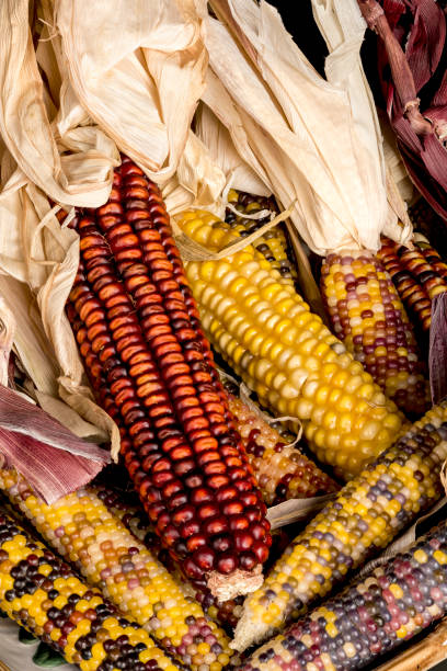 istock Many dried ears of Indian corn close up 655509770