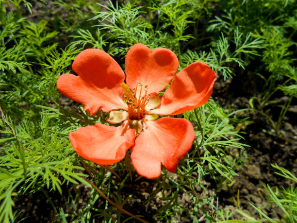 istock fresh flowers of quince (japonica, chaenomles). 655510056