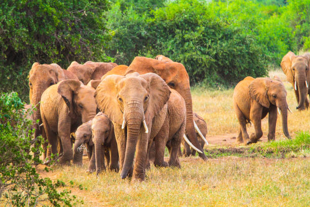 istock Red elephant in Tsavo East National Park. Kenya. 655510086