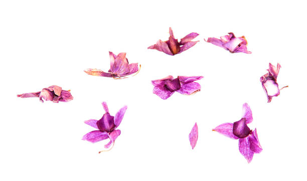 istock set of dry multicolored  pink orchid 655510380