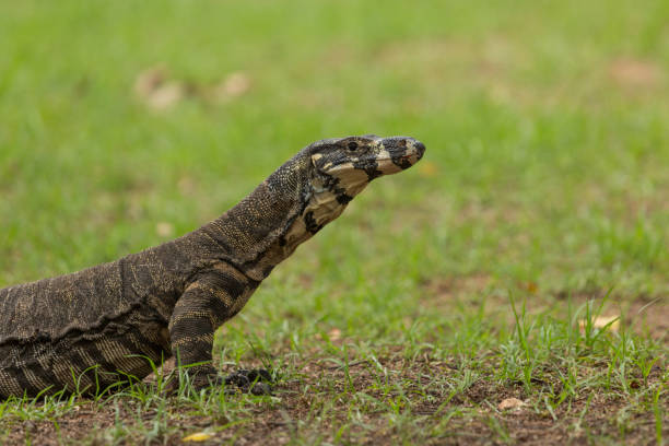 istock Australian Goanna 655510460