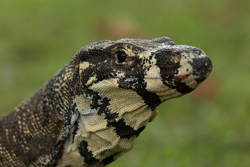 A close up photograph of a lace monitor or lace goanna (Varanus varius). It is a member of the monitor lizard family, Australian members of which are commonly known as goannas. It belongs to the subgenus Varanus.