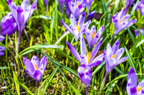 istock The field with crocuses in the wild 655513372