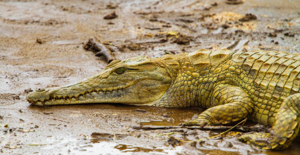 istock Nile Crocodile - Crocodylus niloticus, Galana river, Kenya 655513744