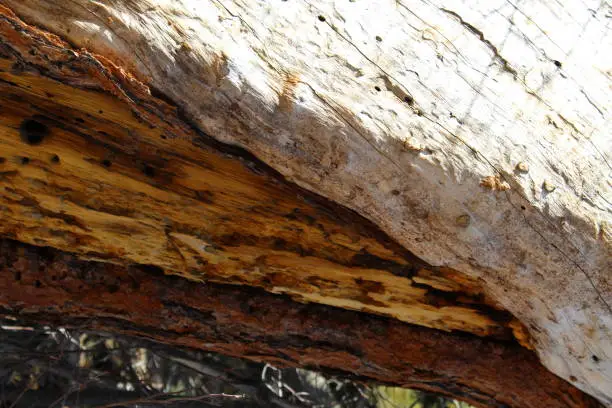 close up of tree trunk