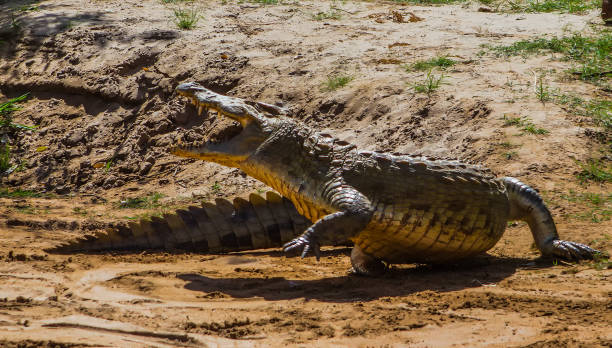 istock Nile Crocodile - Crocodylus niloticus, Galana river, Kenya 655516976
