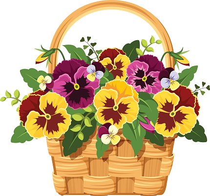 Vector illustration of a basket with yellow and purple pansy flowers isolated on a white background.