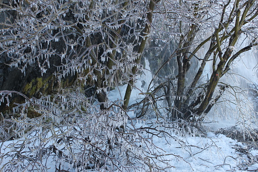 Tress covered in ice, caused by spray from a small waterfall close by.