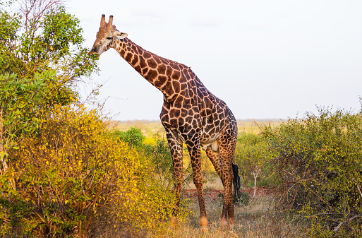 Giraffe in  East Tsavo Park in KenyaGiraffe in  East Tsavo Park in KenyaGiraffe in  East Tsavo Park in Kenya
