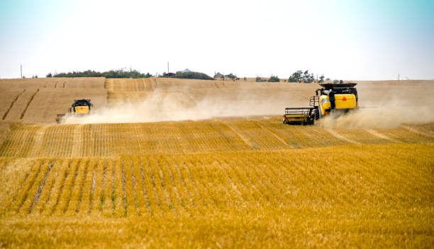 istock Farmer's combines  harvesting a  grain field  in autumn 655520478