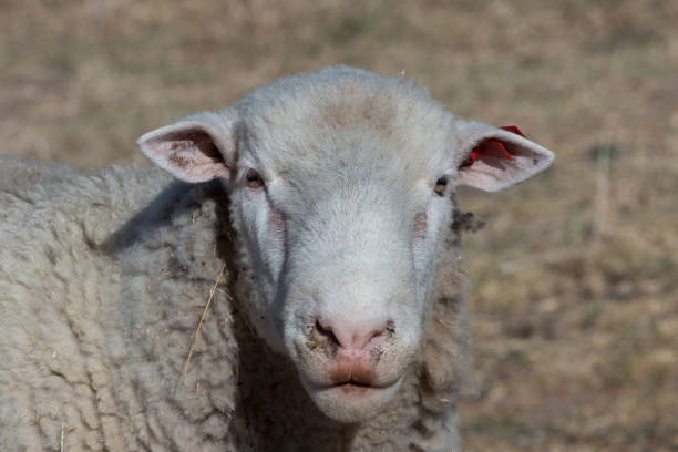 istock Portrait of a Sheep 655522774