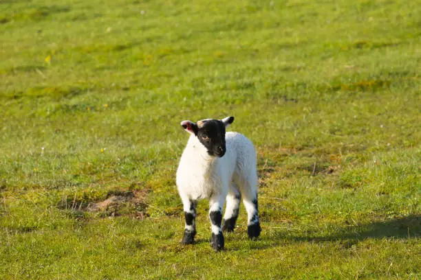 Isle of Mull Scotland uk lamb with black face in spring