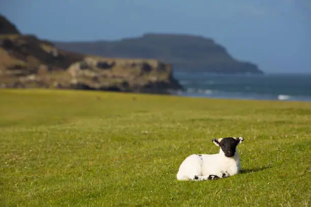 Lamb with black face in spring Isle of Mull Scotland uk Scottish animal