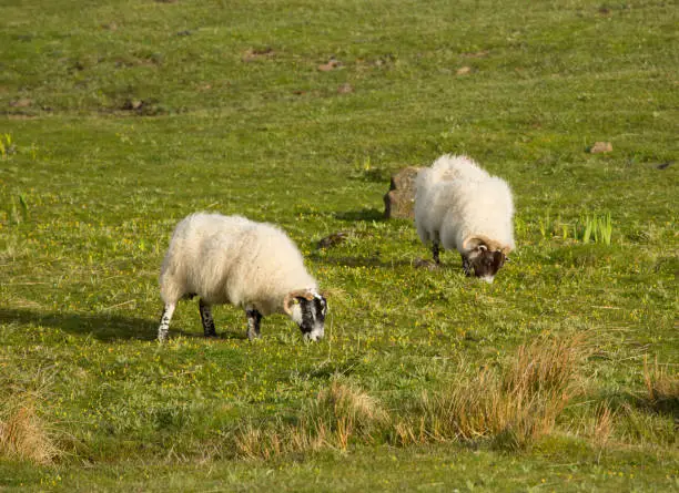 Sheep isle of Mull Scotland uk with woolly coat and horns in spring