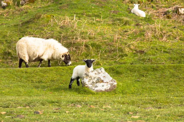 Sheep isle of Mull Scotland uk with woolly coat and horns