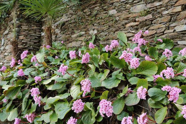 Saxifragaceae Himalayas Bergenia in spring Saxifragaceae Himalayas Bergenia in spring betula utilis stock pictures, royalty-free photos & images