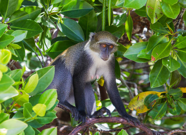 Diademed monkey. Mida creek, Watamu, Kenya.