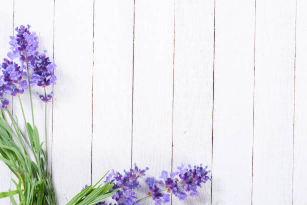 istock Lavender on white wooden 655532280