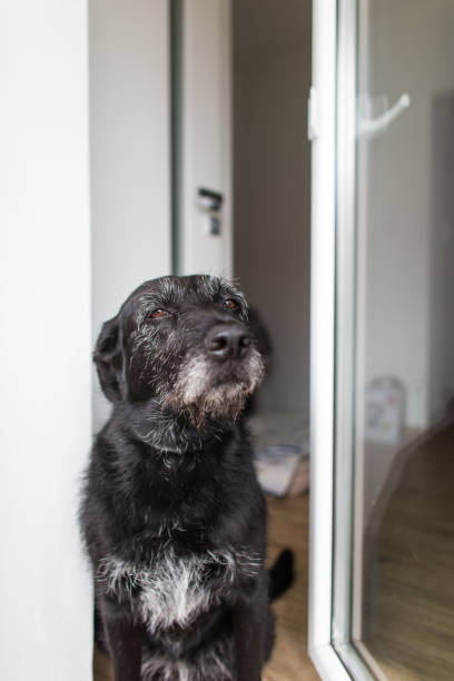 istock Cute black dog home, waiting 655532348