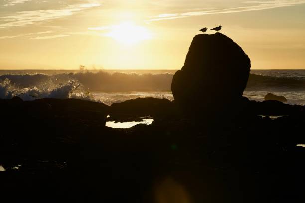 istock two sea gulls in the sundown 655536826