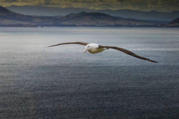 royal albatross returning to land - albatross imagens e fotografias de stock