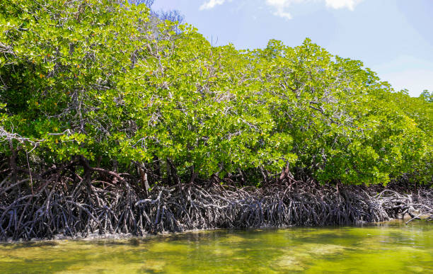 istock Mangroves. Mida Creek. Watamu, Kenya. 655537160