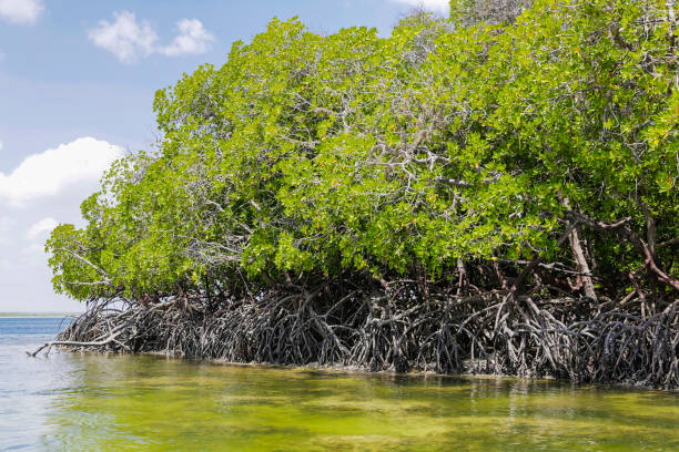 istock Mangroves. Mida Creek. Watamu, Kenya. 655537530