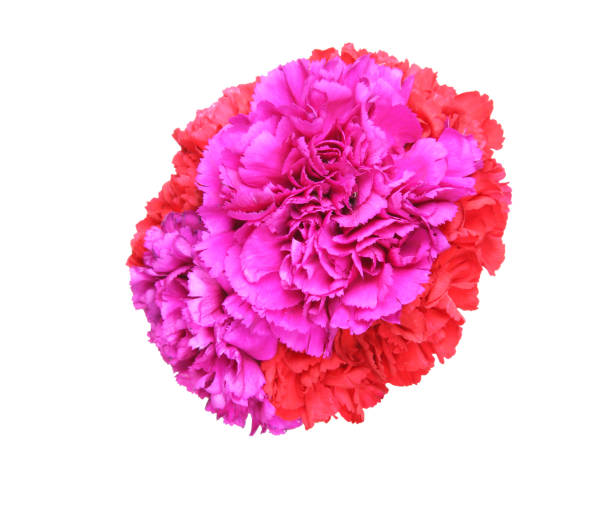 istock Bouquet of carnation 655539738