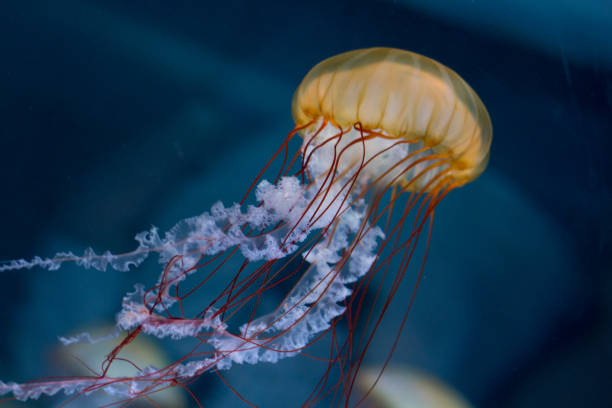 istock pink striped jelly fish on black background 655540072