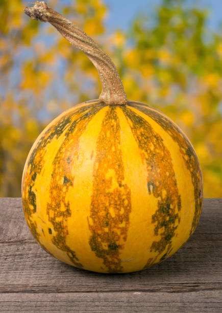 istock Small decorative orange pumpkin on a wooden board with blurred garden background 655540734
