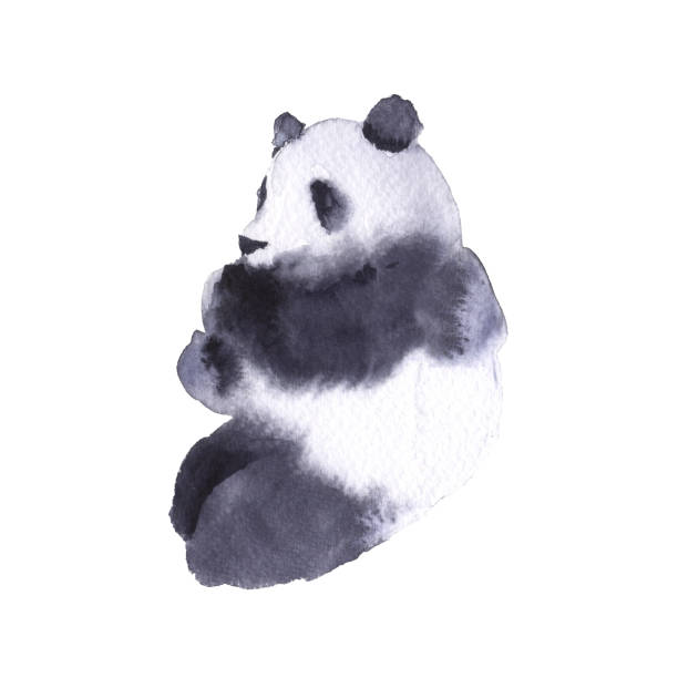 niedźwiedź panda. odizolowane na białym tle. - bamboo watercolor painting isolated ink and brush stock illustrations
